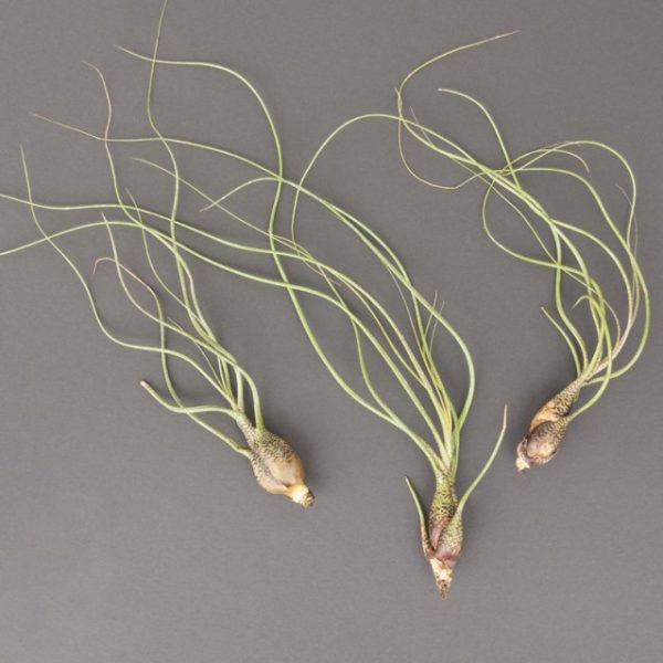Tillandsia Butzii