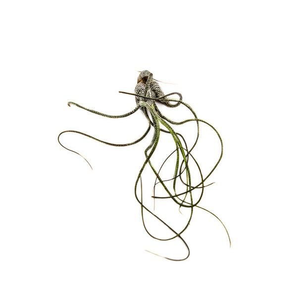 Tillandsia Butzii