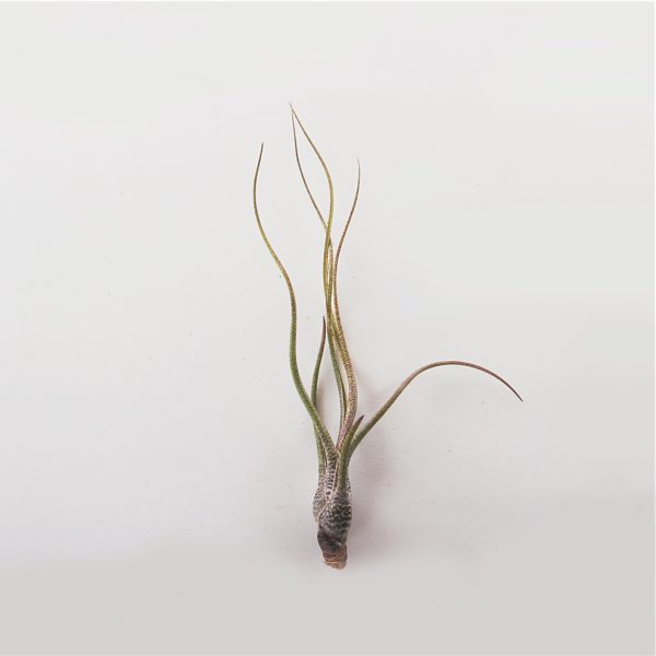 Tillandsia Butzii