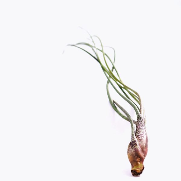Tillandsia Butzii