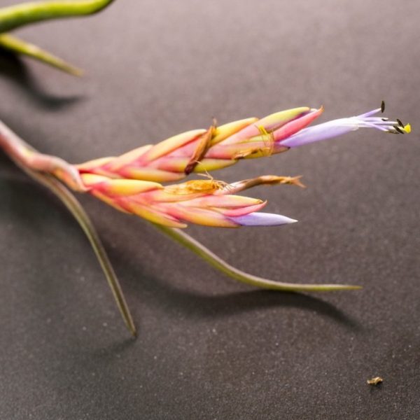Tillandsia Caput Medusae XL