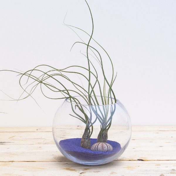 Tillandsia Butzii