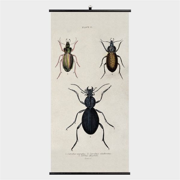 Biologica Wall Chart – Beetles