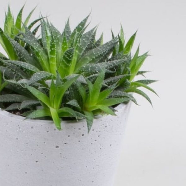 Polystone plant pot small
