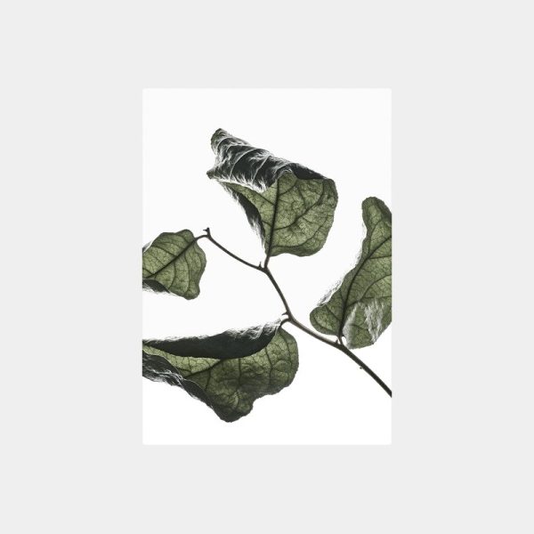 Transparent No.3 Floating Leaves A4 - no