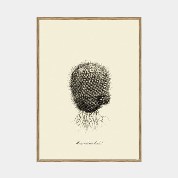 Mammillaria Licolor