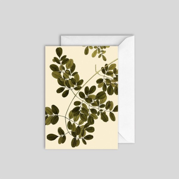 Guilandina Moringa Detail Card