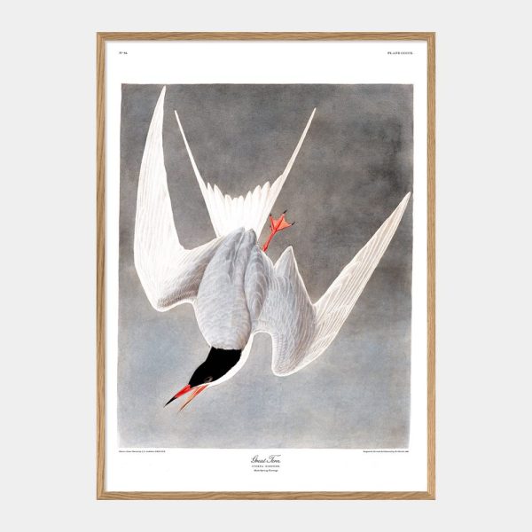 Great Tern