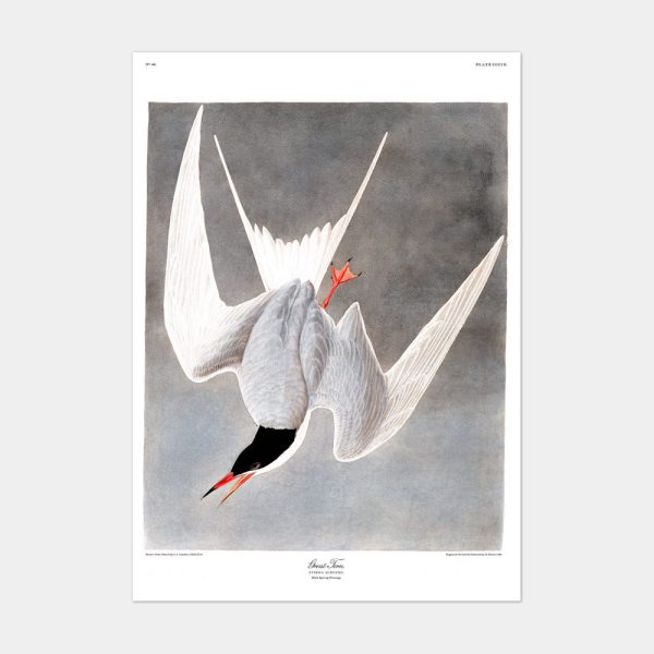 Great Tern