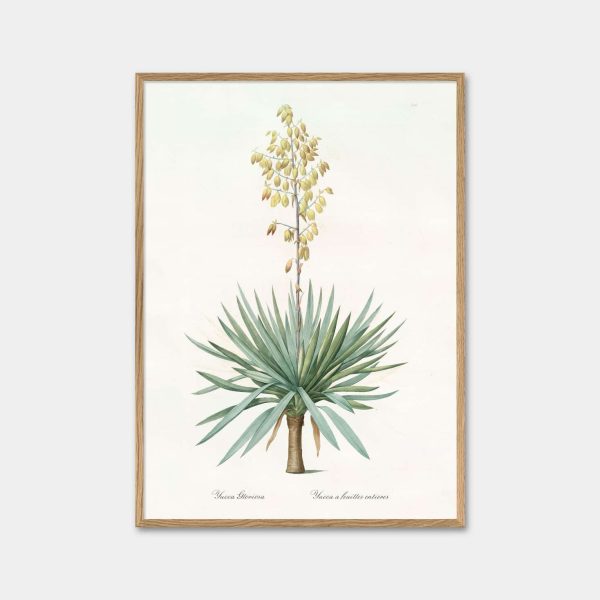 Yucca Gloriosa