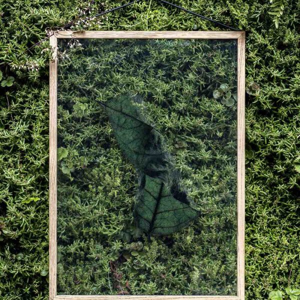 Transparent No.4 Floating Leaves A3
