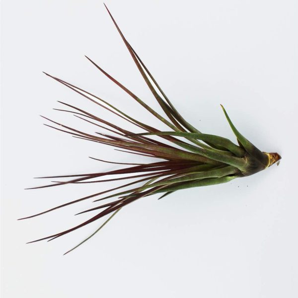 Tillandsia Melanocrater Tricolor XL