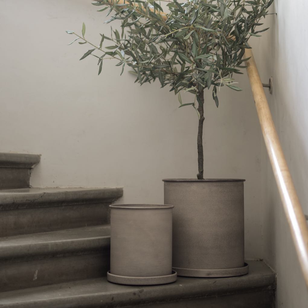 aw23_plant_beige_square-4