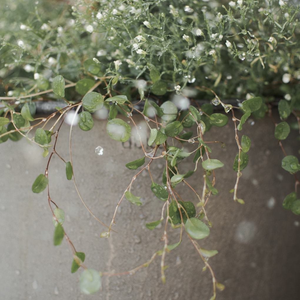 ss23_plant_planteringar_square-11-58791