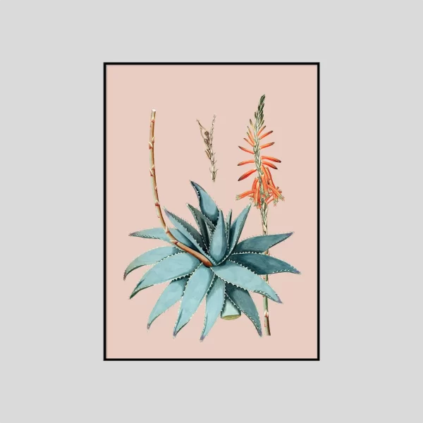 Aloe Vera