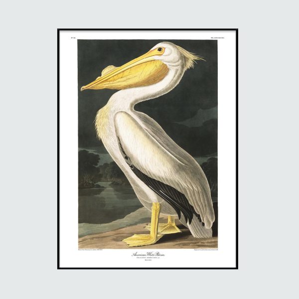 American White Pelican
