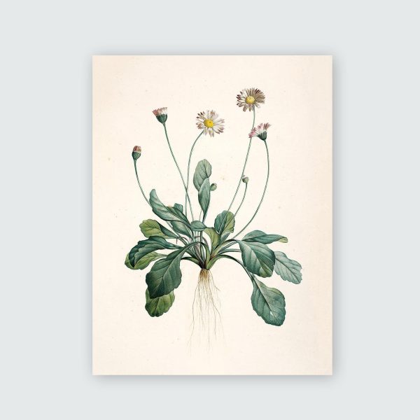 Bellis Perennis