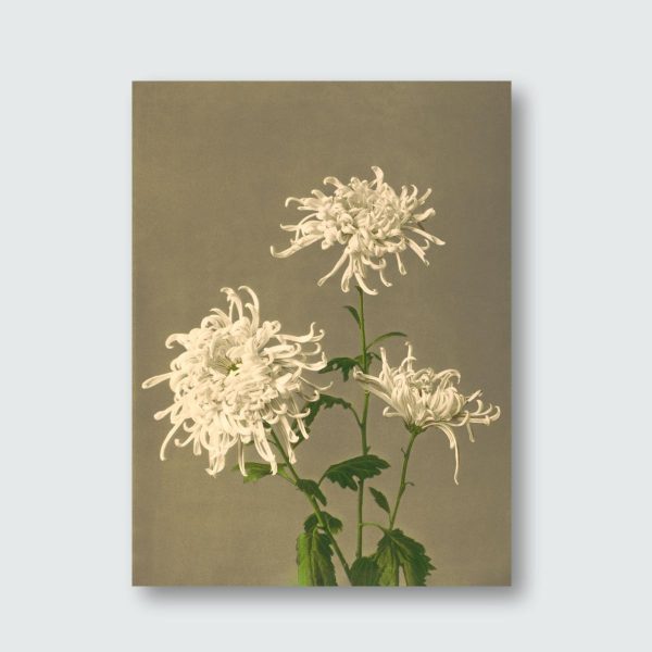 White Chrysanthemum
