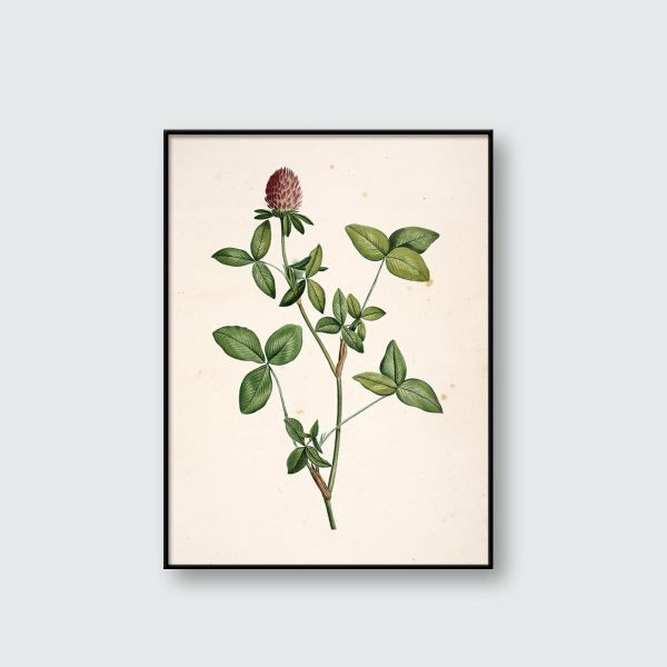 Trifolium Pratense