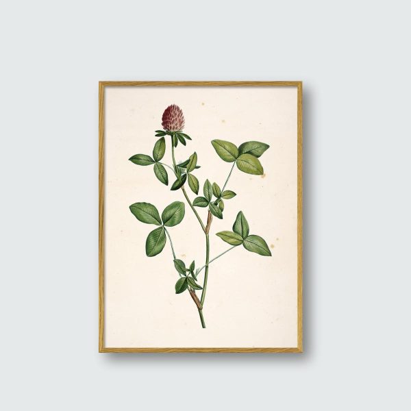 Trifolium Pratense