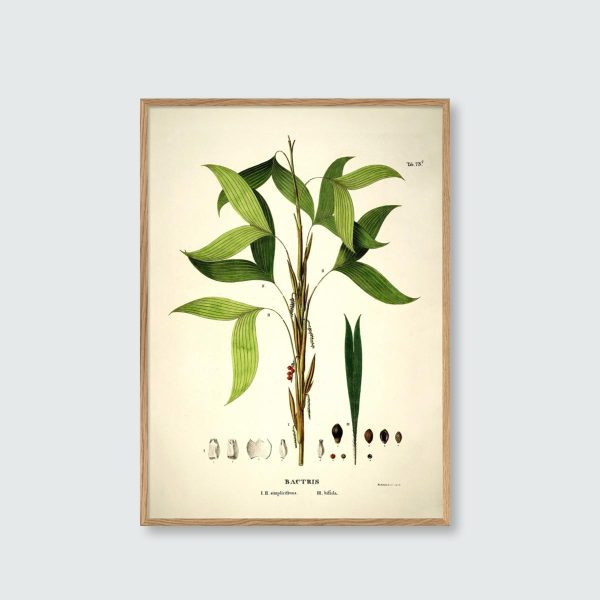 Bactris Simplicifrons & Bifida