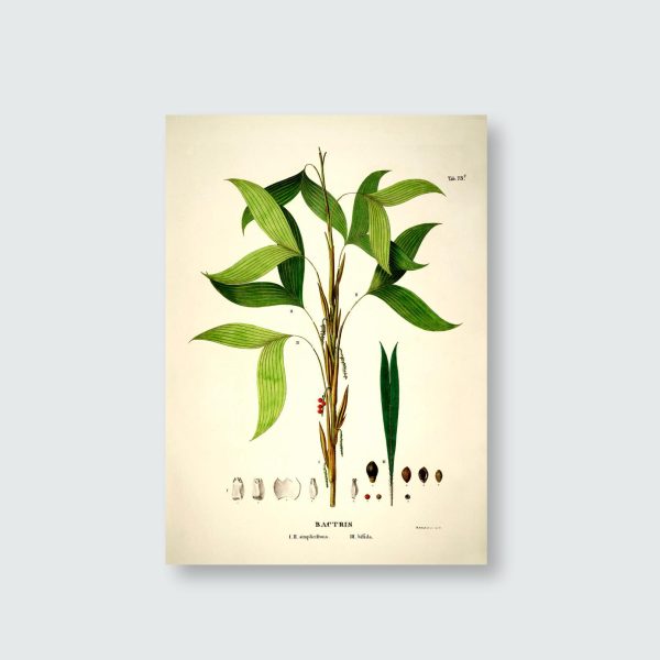 Bactris Simplicifrons & Bifida