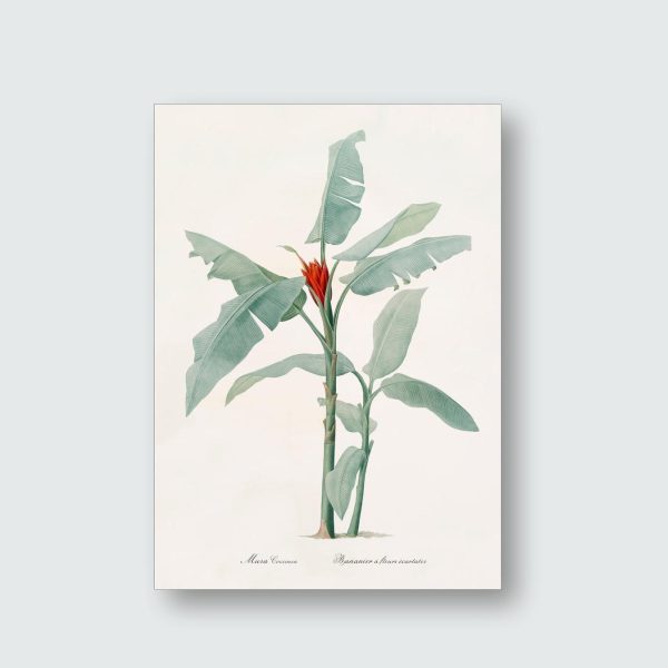 Musa Coccinea