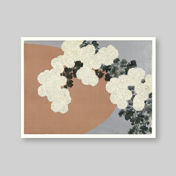 Chrysanthemum