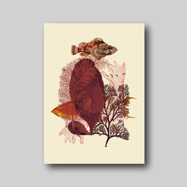 Red Algae