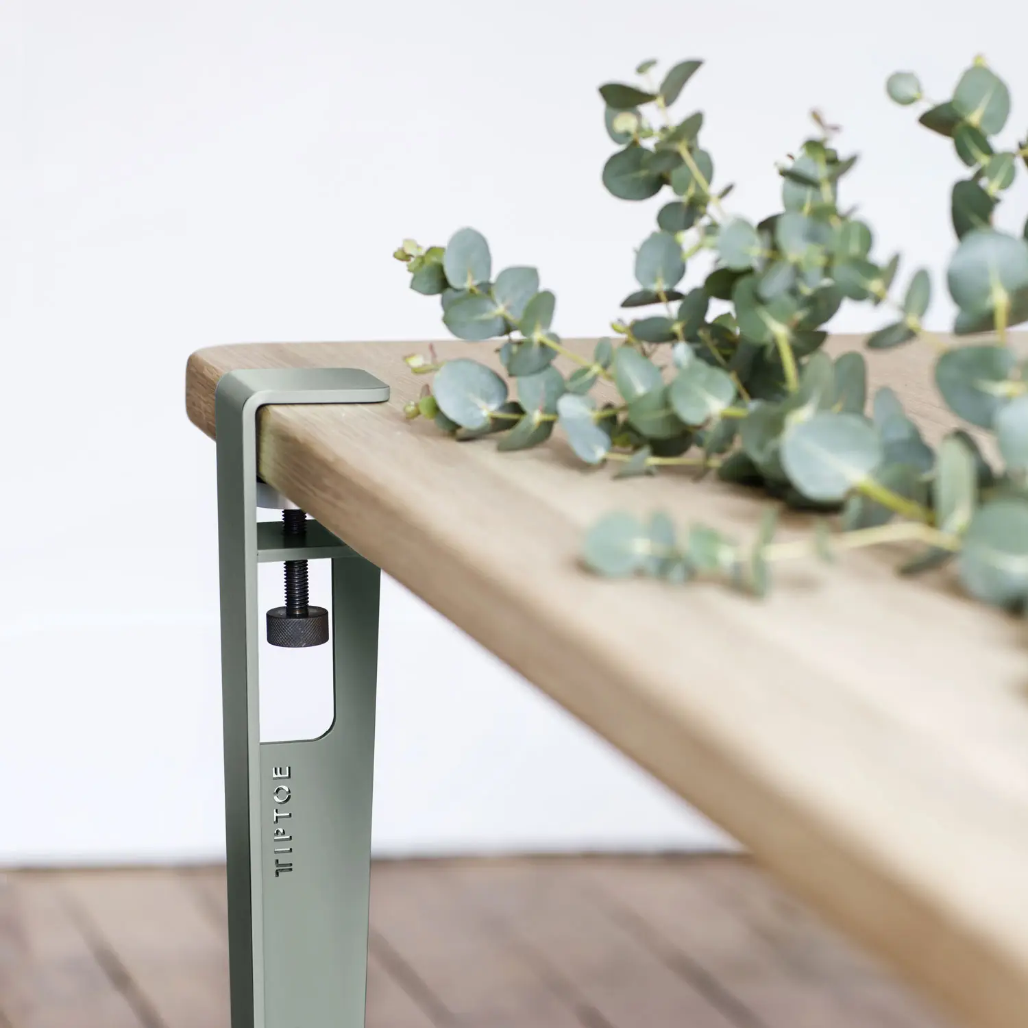 eucalyptus