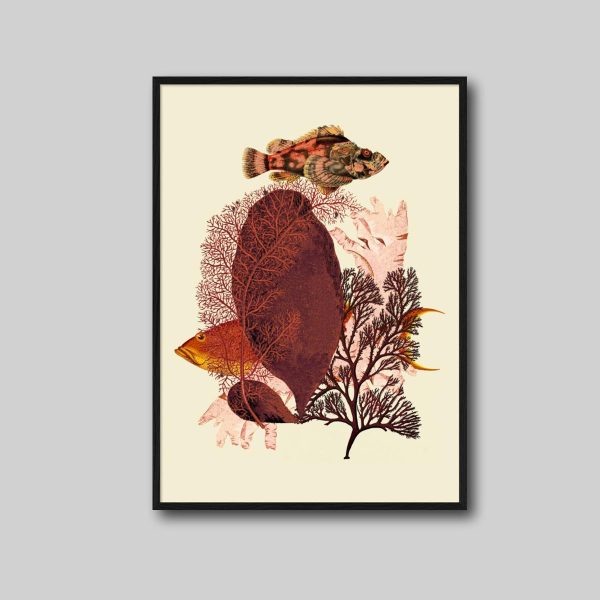 Red Algae