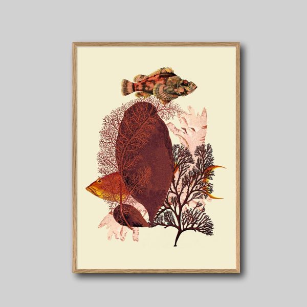Red Algae