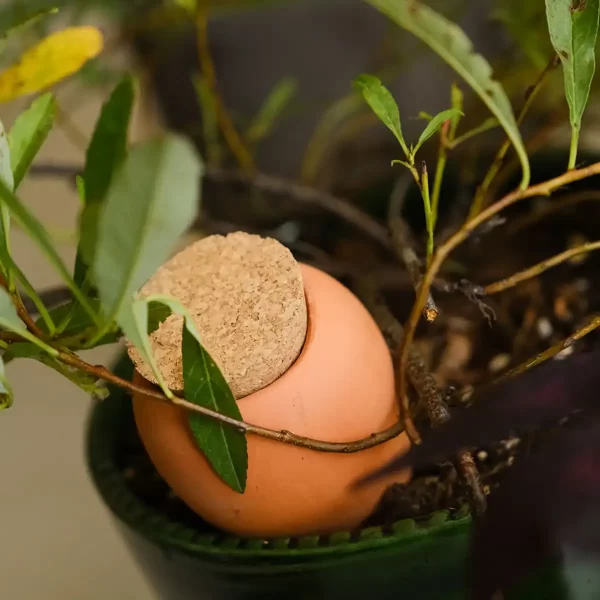 Olla Watering Dripper