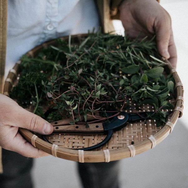 Garden Scissors Small